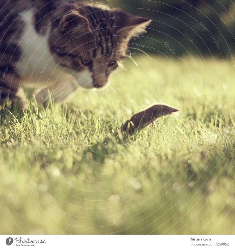 UAAAAAAAAH! Tier Haustier Wildtier Totes Tier Katze Maus 2 Jagd mausetot Farbfoto mehrfarbig Außenaufnahme Menschenleer Tag Licht Schatten Kontrast Gegenlicht