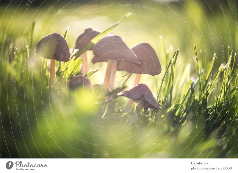 Gemeinschaft, Pilzgruppe auf der Wiese Natur Pflanze Herbst Schönes Wetter Gras Blatt Garten stehen dehydrieren Wachstum frisch schön braun gelb gold grün