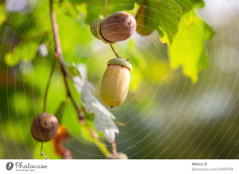 Eicheln Baumzweig im Sonnenlicht Umwelt Natur Landschaft Pflanze Tier Urelemente Herbst Schönes Wetter Blatt Grünpflanze Nutzpflanze Wildpflanze Wald