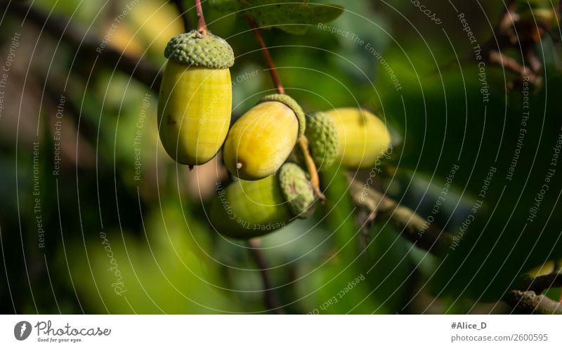 Eicheln Baumzweig Natur Tier Herbst Pflanze Blatt Nutzpflanze Nuss Wald authentisch natürlich grün Klima Buchengewächs Nussfruchtstand Eichenblatt Nahaufnahme