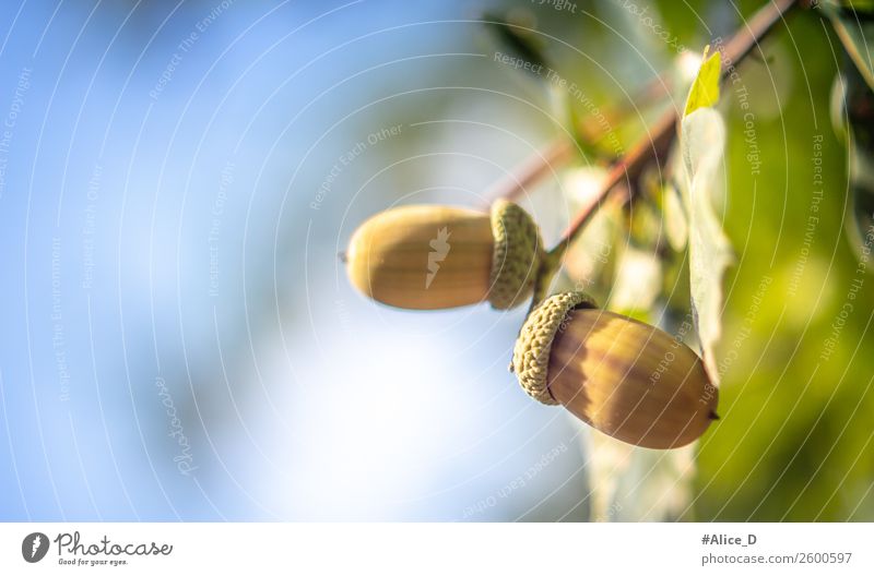 Eicheln baumzweick close up Pflanze Himmel Herbst Baum Blatt eichenuss authentisch natürlich braun Natur Umwelt Buchengewächs Eichenblatt Nuss Nussfruchtstand