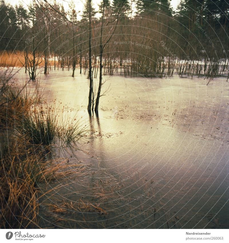 Eisig Natur Landschaft Pflanze Wasser Winter Klima Frost Baum Gras Teich frieren stagnierend Stimmung Sumpf Binsen Wald Schilfrohr Jahreszeiten Farbfoto