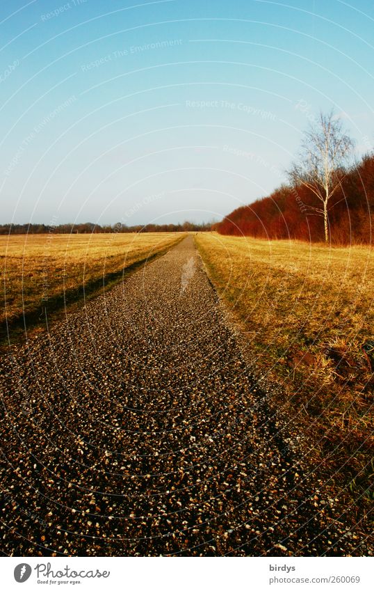 oneway Landschaft Wolkenloser Himmel Winter Schönes Wetter leuchten Freundlichkeit schön Wege & Pfade Ziel Birke lang geradeaus Natur Farbfoto mehrfarbig