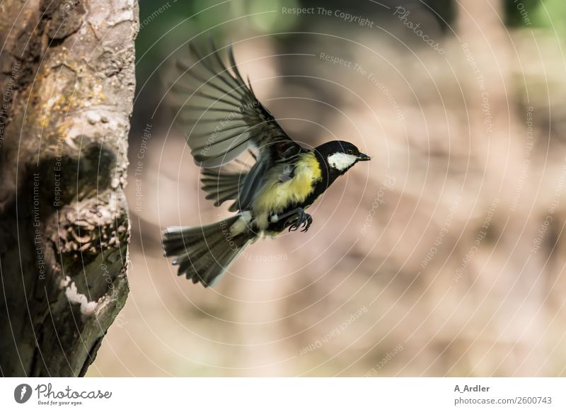 Kohlmeise beim Abflug Pflanze Baum Garten Park Tier Wildtier Vogel 1 fliegen braun grau grün schwarz weiß Pfingstrose Farbfoto Außenaufnahme Nahaufnahme