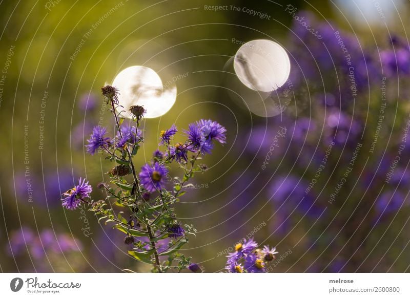 Herbstblume mit Bokeh Natur Sonnenlicht Schönes Wetter Pflanze Blume Sträucher Blüte Wildpflanze Topfpflanze Korbblütengewächs Park Unschärfe Lichtspiel