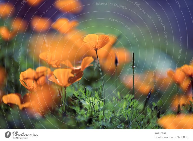 Mohn orange-lila Lebensmittel Natur Pflanze Herbst Schönes Wetter Blume Gras Sträucher Blüte Wildpflanze Mohnblüte Blütenpflanze Stauden Blütenstiel Garten