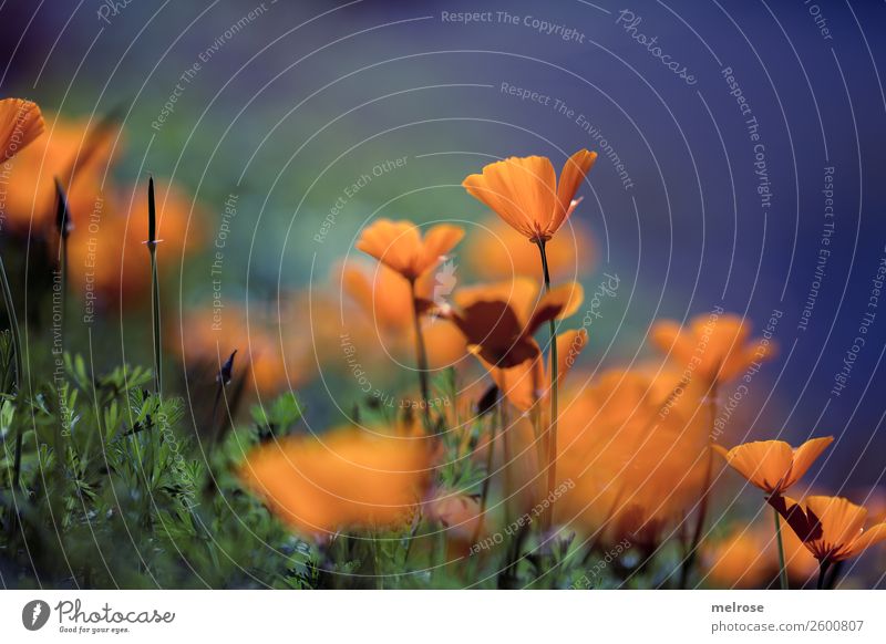 Mohn orange-lila Natur Pflanze Herbst Schönes Wetter Gras Blüte Wildpflanze Mohnblüte Stauden Blütenpflanze Garten knallige Farben Farbenspiel auf Augenhöhe