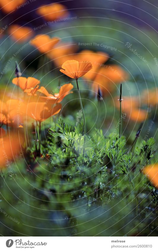 Mohn orange-lila Lebensmittel Natur Pflanze Sonne Herbst Schönes Wetter Blume Gras Sträucher Blüte Wildpflanze Mohnblüte Stauden Blütenpflanze Blütenstiel