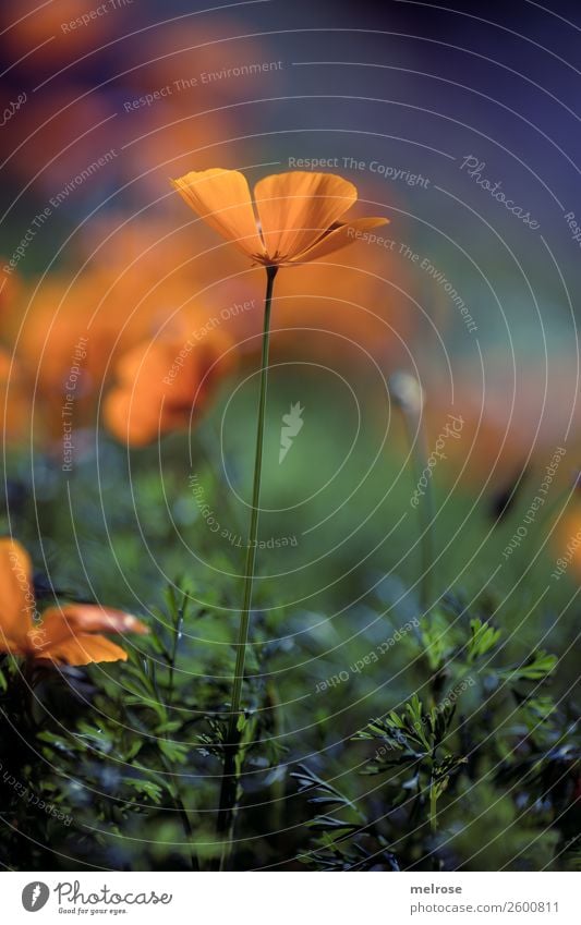 Mohn orange-lila Lebensmittel Natur Pflanze Herbst Schönes Wetter Gras Sträucher Blüte Wildpflanze Mohnblüte Blütenpflanze Bananenstaude Blütenstiel Garten