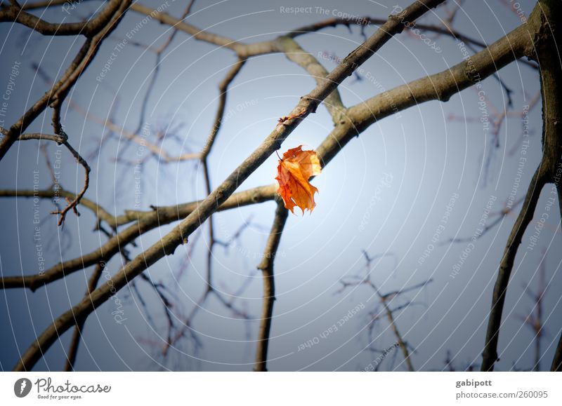 hängengeblieben Natur Himmel Herbst Pflanze Blatt blau gelb einzeln Einsamkeit hängend Aufenthalt Ast Traurigkeit Farbfoto Gedeckte Farben Detailaufnahme Tag