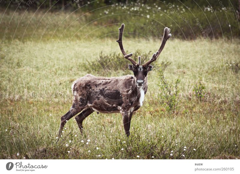 Rentier guckt Umwelt Natur Landschaft Pflanze Tier Klima Wiese Nutztier Wildtier 1 stehen authentisch natürlich niedlich wild braun grün Tierliebe Neugier Fjäll