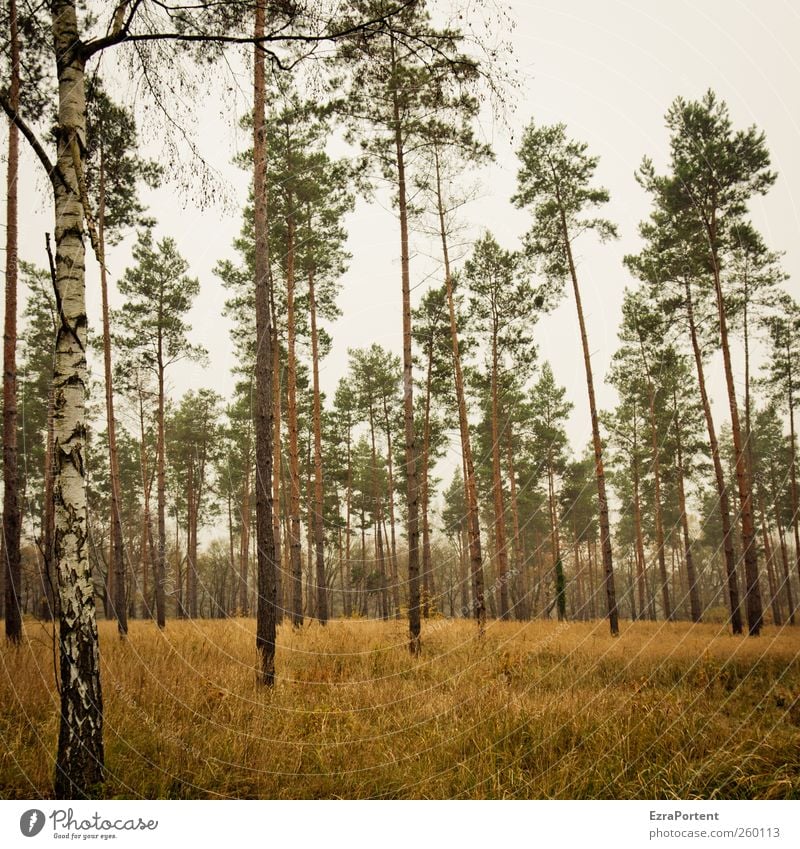 tja, Bäume halt Natur Landschaft Tier Erde Himmel Herbst Pflanze Baum Gras Wald Holz braun gelb grau grün Birke Kiefer Baumstamm Baumkrone Quadrat mehrfarbig