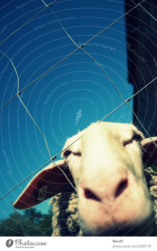 Sheep Ausflug Sommer Tier Nutztier Tiergesicht Fell 1 Blick niedlich blau weiß Schaf Zaun Himmel Farbfoto mehrfarbig Außenaufnahme Nahaufnahme Experiment