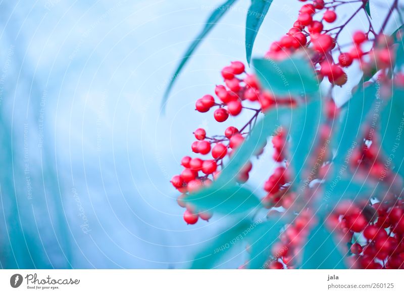 beerenbusch Umwelt Natur Pflanze Sträucher Blatt Beeren Beerensträucher ästhetisch natürlich blau grün rot Farbfoto Außenaufnahme Menschenleer Tag