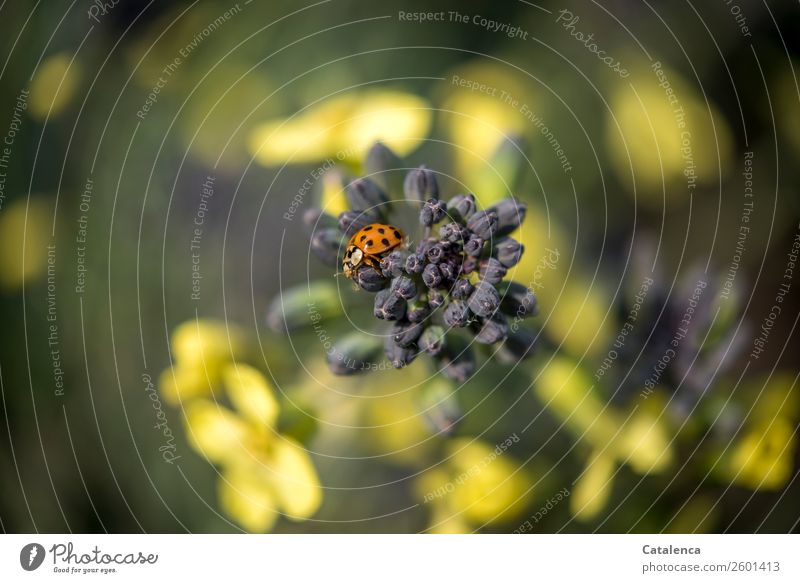 Marienkäfer auf Kohl Natur Pflanze Tier Herbst Blatt Blüte Grünpflanze Nutzpflanze Gemüse Brokkoli Brokkoliblüte Garten Gemüsegarten Käfer 1 Blühend krabbeln