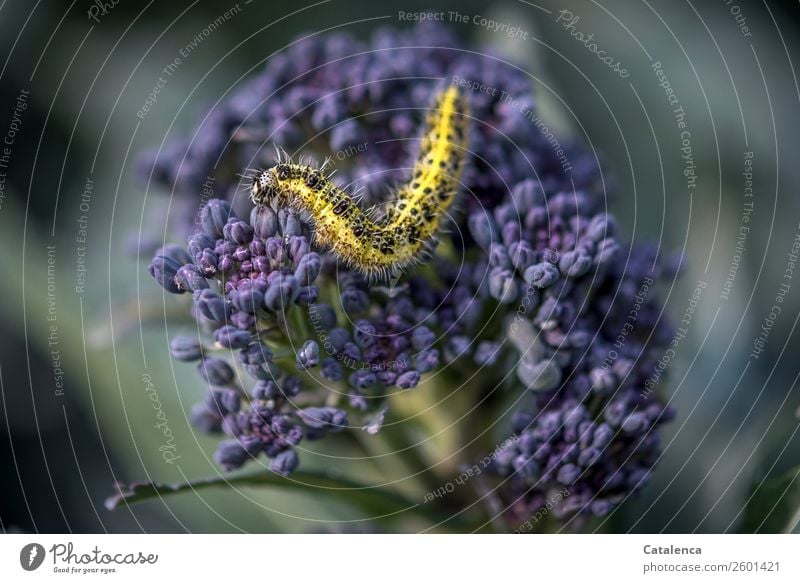 Verwandlung | steht noch bevor, Raupe des Kohlweißlings auf lila Brokkoli Natur Pflanze Tier Sommer Blatt Blüte Nutzpflanze Gemüse Lila Broccoli Garten