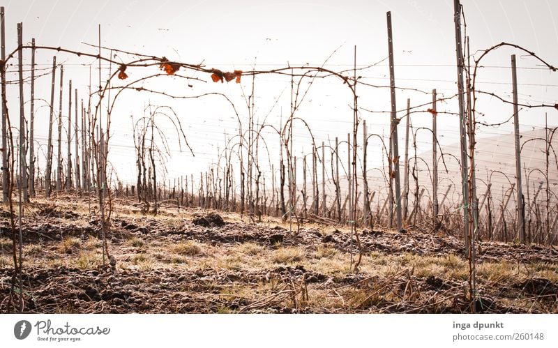 Eiswein Umwelt Natur Landschaft Pflanze Winter Gras Sträucher Nutzpflanze Wein Weinberg Ernte Ackerbau Landwirtschaft Deutschland Feld Hügel Berge u. Gebirge