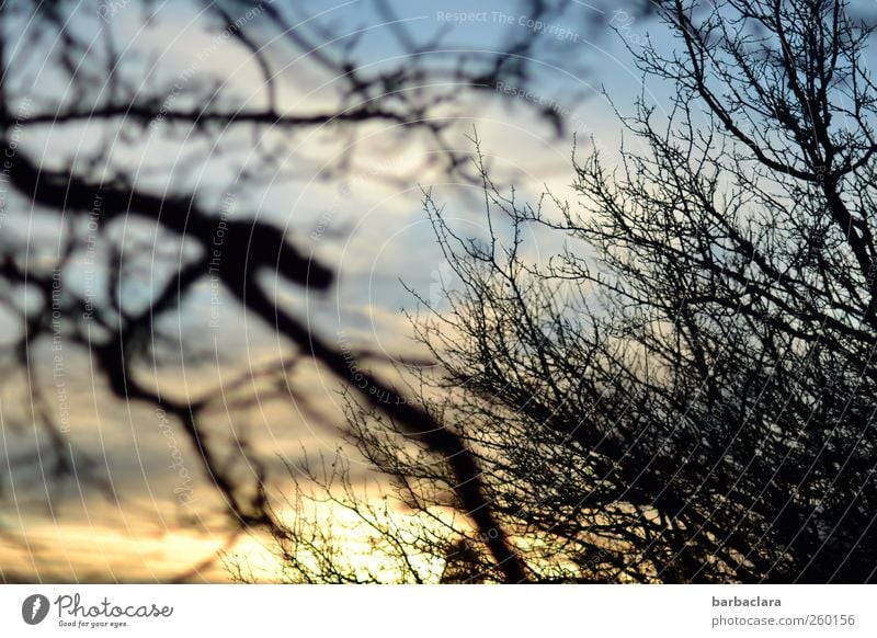 Wuthering Heights Umwelt Natur Urelemente Luft Himmel Wolken Sonnenaufgang Sonnenuntergang Herbst Sturm Pflanze Baum Sträucher natürlich wild bizarr Klima Kraft