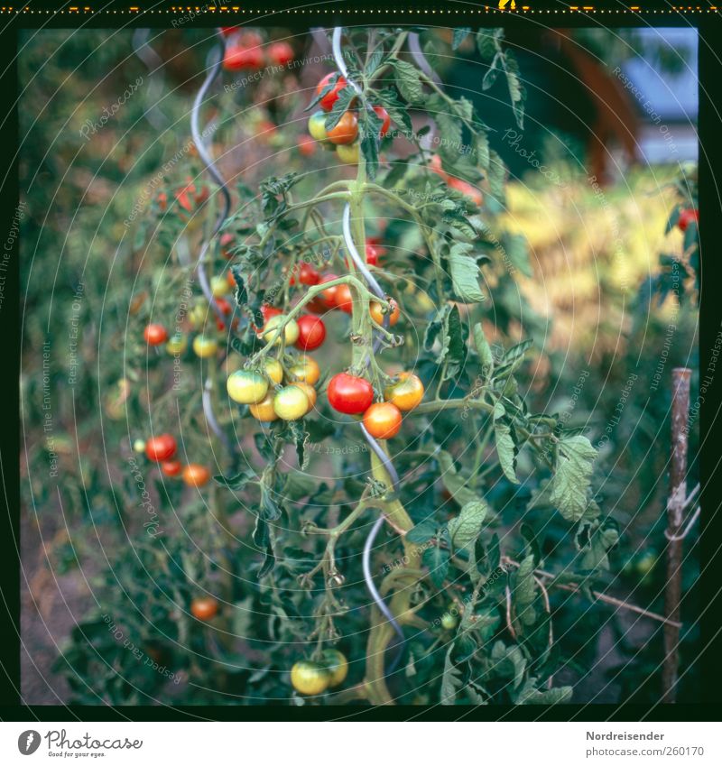 Sommer Lebensmittel Gemüse Ernährung Bioprodukte Vegetarische Ernährung Freizeit & Hobby Garten Gartenarbeit Natur Pflanze Nutzpflanze Wachstum lecker