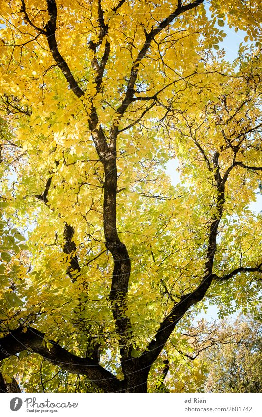 Baum von unten im Herbst Blatt Natur Ast abstrakt Außenaufnahme frisch Hintergrund neutral grün Garten Pflanze Adern