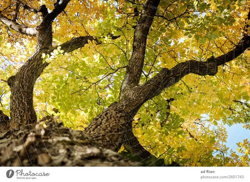 Baum von unten im Herbst Blatt Natur Ast abstrakt Außenaufnahme frisch Hintergrund neutral grün Garten Pflanze Adern