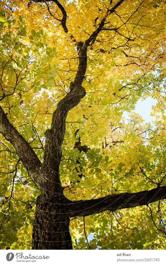 Baum von unten im Herbst Blatt Natur Ast abstrakt Außenaufnahme frisch Hintergrund neutral grün Garten Pflanze Adern