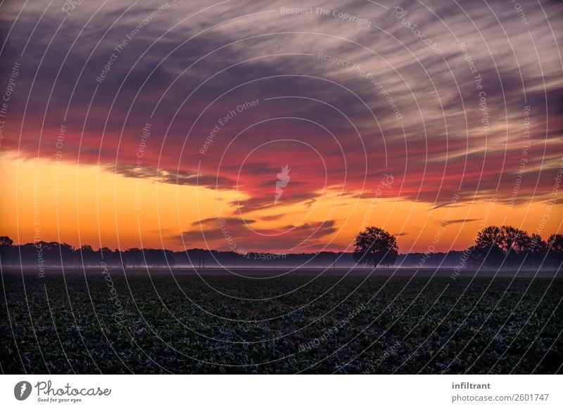 bunter Herbstmorgen Umwelt Natur Landschaft Himmel Wolken Horizont Sonnenaufgang Sonnenuntergang Nebel Baum Wiese Feld natürlich mehrfarbig gelb violett orange