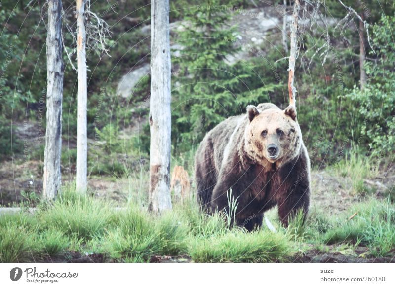 Teddy Jagd Umwelt Natur Landschaft Tier Wiese Wald Fell Wildtier 1 beobachten authentisch bedrohlich groß Neugier stark wild braun grün Kraft Appetit & Hunger