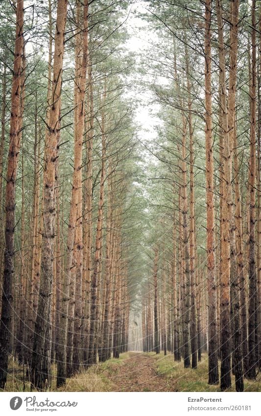 Wo geht`s hin ? Natur Landschaft Tier Erde Herbst Winter Pflanze Baum Grünpflanze Nutzpflanze Wege & Pfade Holz braun grau grün Kiefer Baumstamm Baumkrone