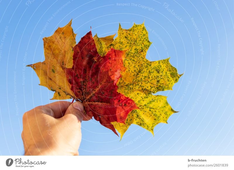 Herbstzeit Zufriedenheit Erholung Meditation Hand Finger Himmel Blatt wählen beobachten berühren festhalten mehrfarbig Freiheit Freizeit & Hobby Gelassenheit