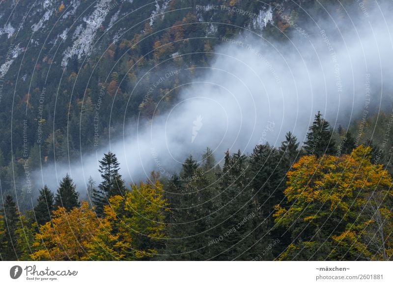 Nebel Natur Landschaft Tier Wolken Herbst Baum Wald Felsen Alpen Berge u. Gebirge gelb grau grün orange weiß Laubwald Laubbaum Blatt Nadelwald Nadelbaum