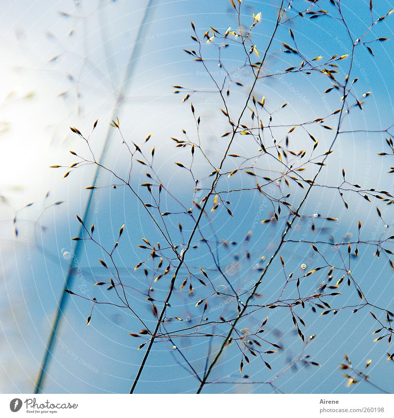 Das Glück liegt in den kleinen Dingen Wiese Himmel Sommer Schönes Wetter Gras Getreide Halm Stengel Wachstum dünn natürlich blau gold bescheiden rein