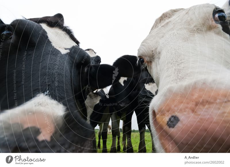 was guckst du ? Natur Landschaft Tier Wiese Nutztier Kuh Herde Freundlichkeit nah grün schwarz weiß Milchkuh Landwirt Bauernhof Landwirtschaft Farbfoto