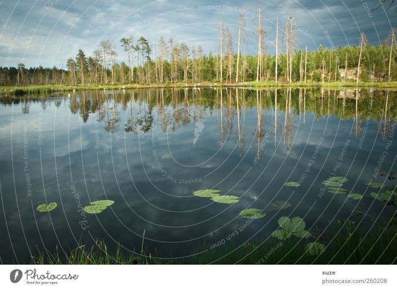 Bärensee* Umwelt Natur Landschaft Wasser Himmel Klima Wetter Schönes Wetter Wald Seeufer blau Finnland Skandinavien Wasseroberfläche Seerosenblatt Farbfoto