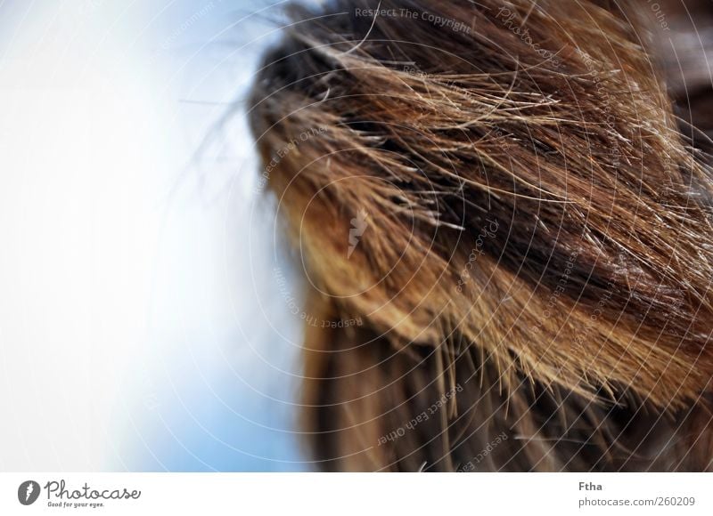 Sommermähne Haare & Frisuren brünett braun Wind Farbfoto Außenaufnahme Textfreiraum links Tag Licht Starke Tiefenschärfe Haarschopf Haarspitze Frauenhaare