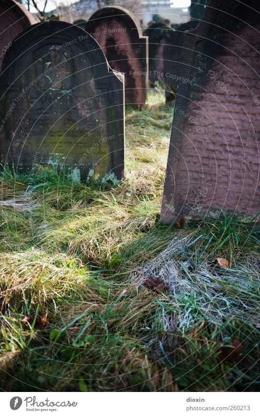 Frost auf den Gräbern Sonnenlicht Winter Wetter Eis Gras Worms Sehenswürdigkeit Stein Schriftzeichen alt authentisch kalt Glaube demütig Traurigkeit Trauer Tod