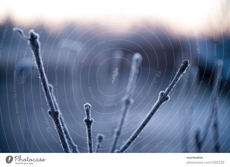 frosti fingers Lifestyle Winter Garten Kunst Natur Pflanze Tier Klima Klimawandel Wetter Schönes Wetter Eis Frost Baum Ast Blütenknospen Park frieren glänzend