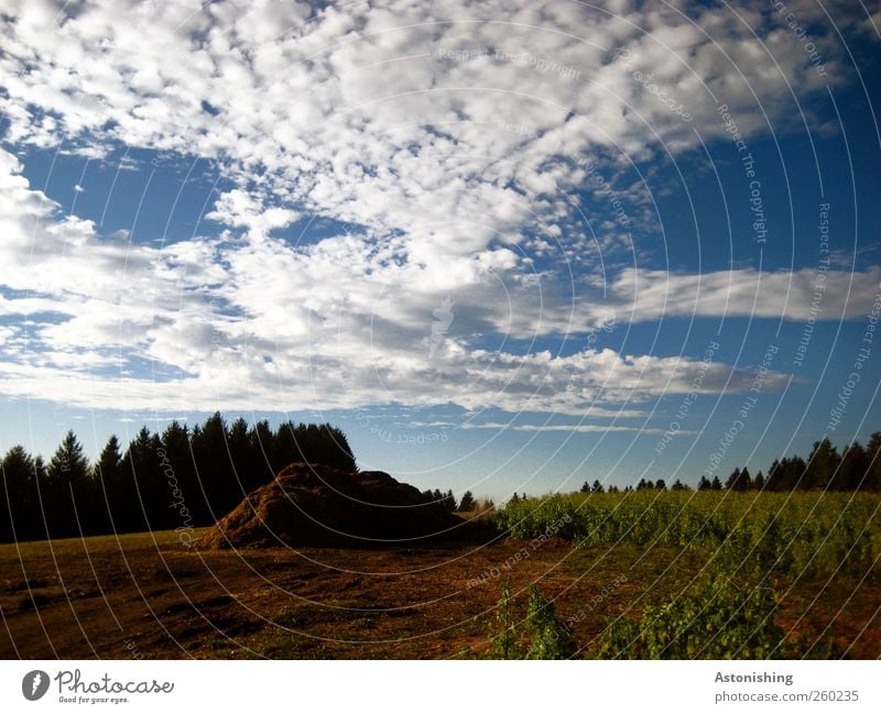 Häufchen Umwelt Natur Landschaft Pflanze Luft Himmel Wolken Sommer Wetter Schönes Wetter Wärme Baum Gras Sträucher Grünpflanze Nutzpflanze Wiese Feld Wald Hügel