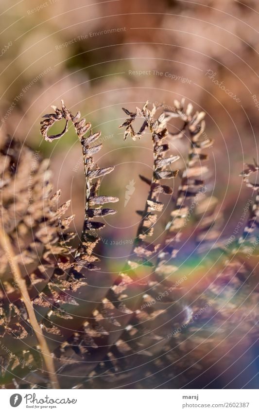 Sogar im Herbst kringeln sie sich wieder. Natur Pflanze Farn Wildpflanze verblüht Überraschung träumen Traurigkeit Sorge Trauer Senior Tod Vergänglichkeit