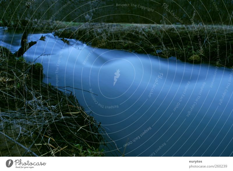 flow Umwelt Natur Landschaft Pflanze Wasser Klima Klimawandel Flussufer Bach kalt dunkel Bachufer Farbfoto Außenaufnahme Textfreiraum rechts Abend Dämmerung