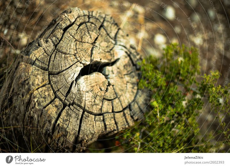 Nahaufnahme des alten Stumpfes Umwelt Natur Landschaft Pflanze Baum Gras Park Wald Holz groß natürlich braun grün Hintergrund Konsistenz geschnitten kreisen