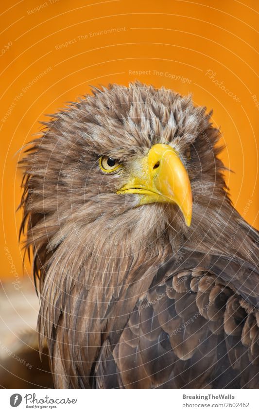 Nahaufnahme des Vorderbilds eines Seeadlers mit weißem Schwanz. Natur Tier Wildtier Vogel Tiergesicht Zoo 1 beobachten dunkel wild braun gelb Wachsamkeit Adler