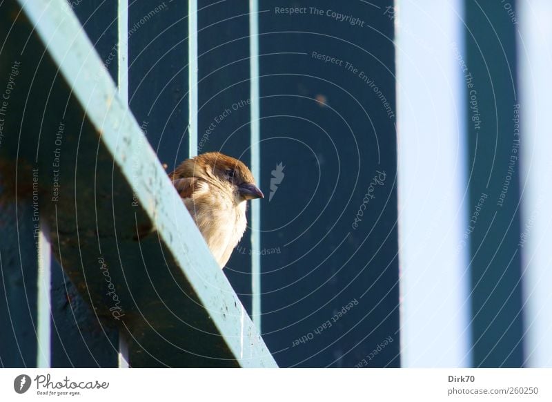 Gefiederter Zaungast Sonne Sonnenbad Zaunpfahl Tier Wildtier Vogel Spatz Sperlingsvögel Haussperling 1 Strebe Stahlträger Balken Metall Streifen beobachten