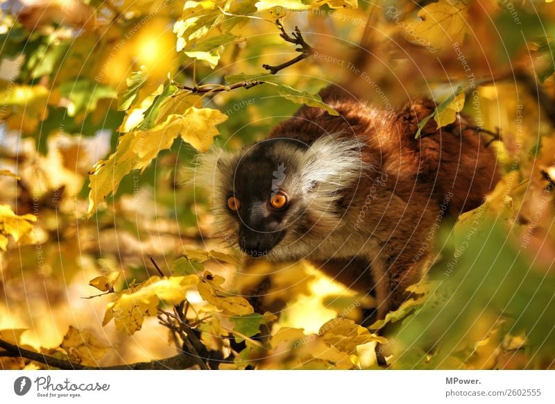 take a look Tier Wildtier 1 Blick frech hoch Zoo herbstlich Äffchen Auge Baumkrone Gehege Katta Farbfoto Außenaufnahme Tag Tierporträt