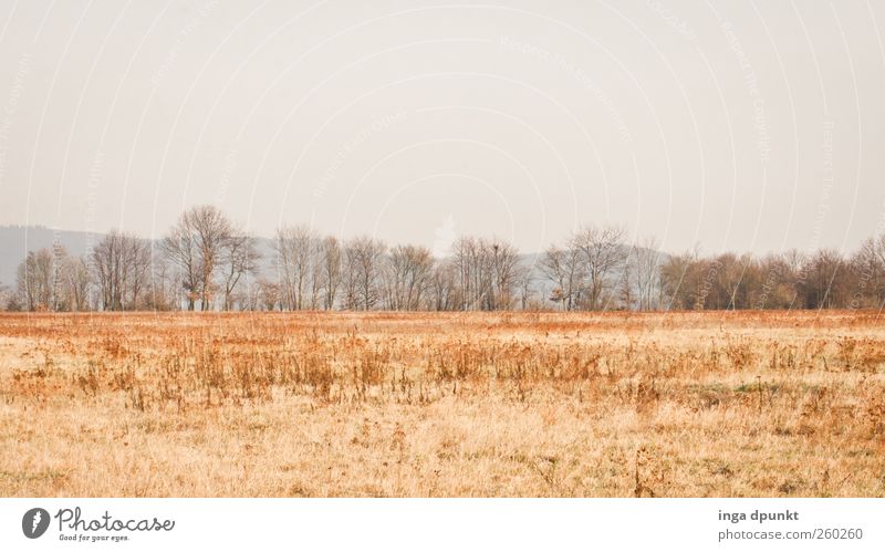 Ebene Umwelt Natur Landschaft Himmel Wolkenloser Himmel Winter Klima Wetter Pflanze Baum Gras Nutzpflanze Feld Felsplateau Brachland Ackerbrache kalt Stimmung