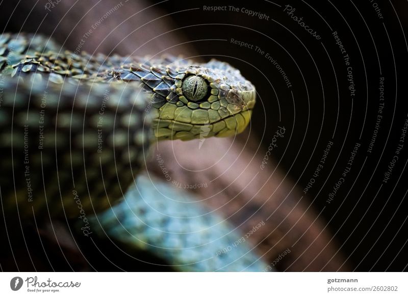 Blue Viper Natur Tier Haustier Wildtier Schlange Zoo 1 atmen rennen beobachten Jagd Aggression ästhetisch sportlich authentisch außergewöhnlich bedrohlich