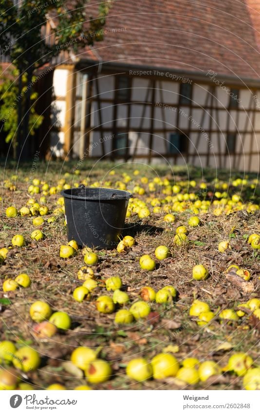 Birnenernte Lebensmittel Frucht Ernährung Bioprodukte Slowfood Sinnesorgane Duft Erntedankfest Feld frisch Gesundheit gelb ruhig Herbst Eimer Sammlung reif