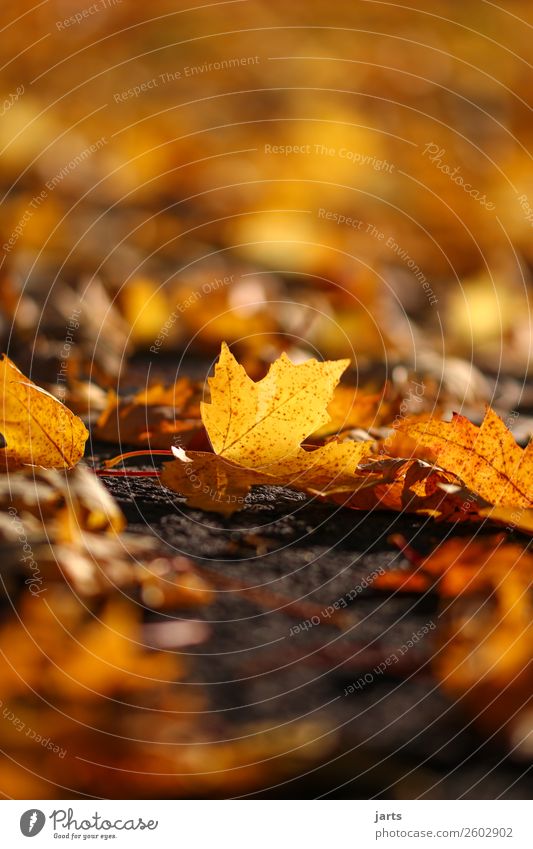 herbstlicht II Pflanze Herbst Schönes Wetter Blatt Park frisch hell natürlich orange Vorsicht Gelassenheit geduldig ruhig Natur Farbfoto mehrfarbig