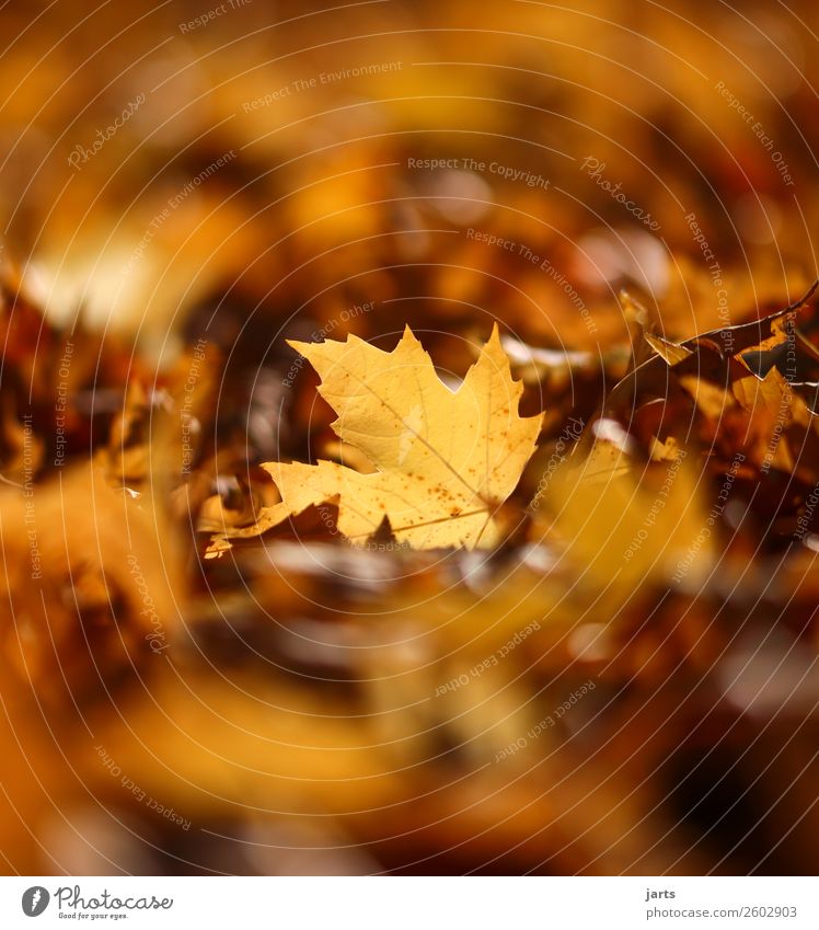 herbstlicht IV Pflanze Herbst Schönes Wetter Blatt Park einfach hell natürlich Gelassenheit geduldig ruhig Hoffnung Natur Farbfoto Außenaufnahme Nahaufnahme