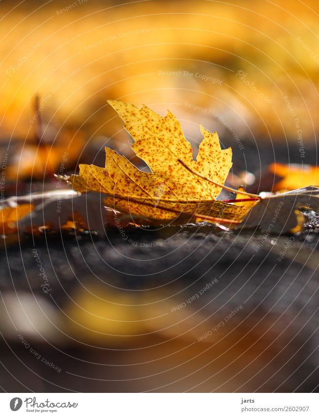 herbstlicht III Pflanze Herbst Schönes Wetter Blatt Park liegen einfach schön natürlich gelb gold orange Vorsicht Gelassenheit geduldig ruhig Natur Farbfoto